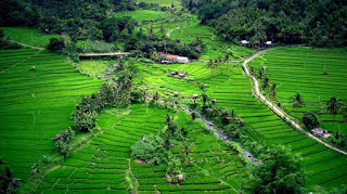 belimbing rice terrace