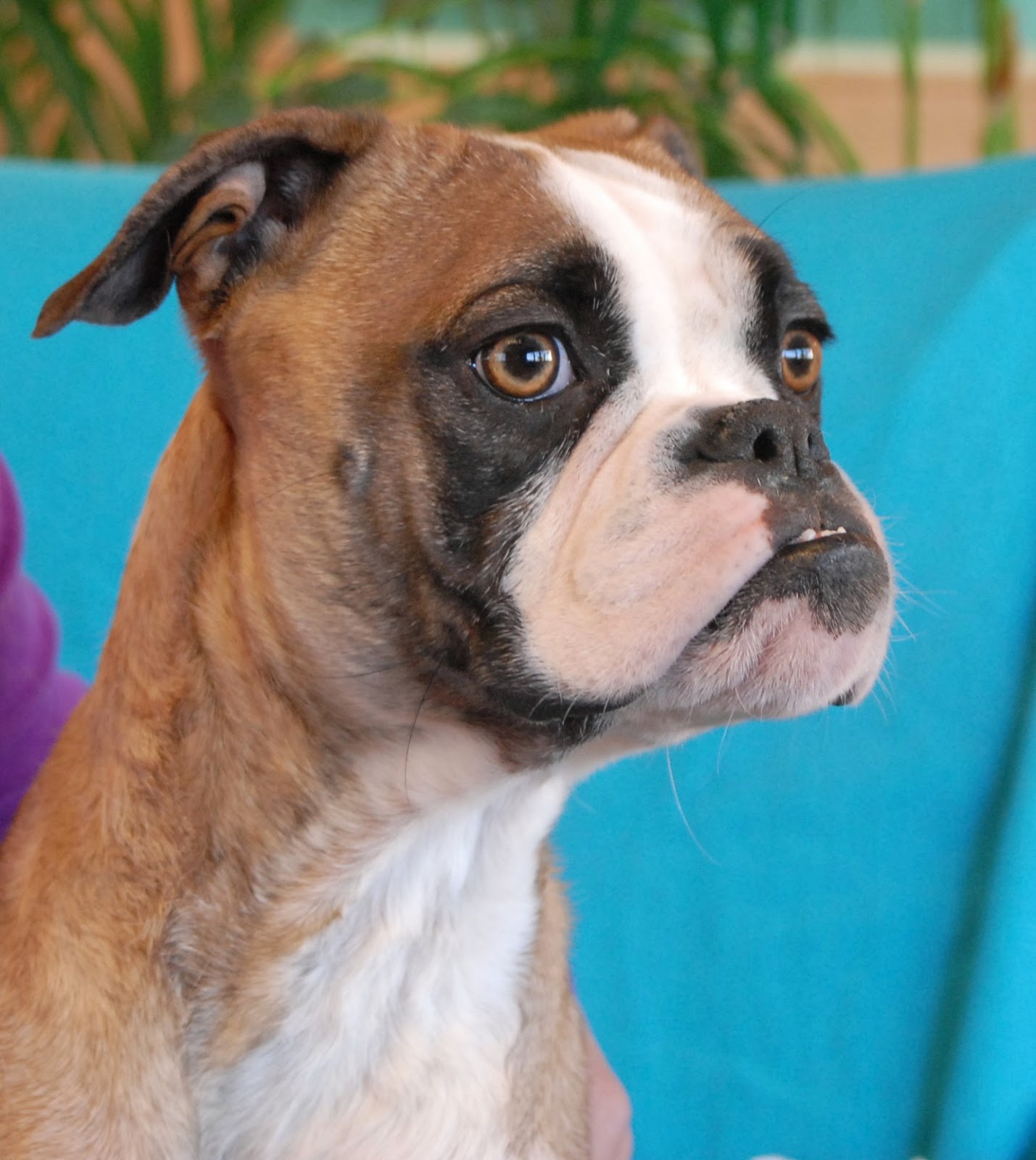 Poppy, a rescued Alapaha Blue Blood Bulldog for adoption.