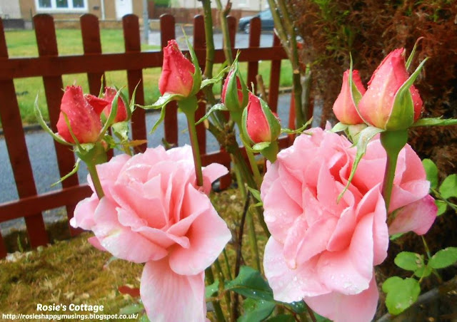 I've always thought raindrops on roses are so beautiful.