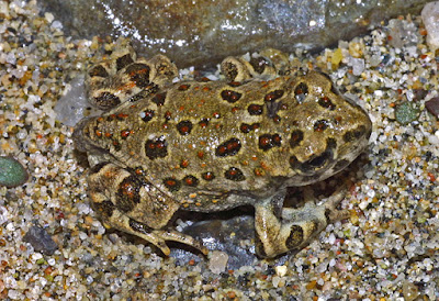 Western Toad