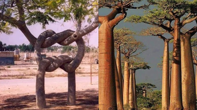 Gambar pokok-pokok pelik serata dunia