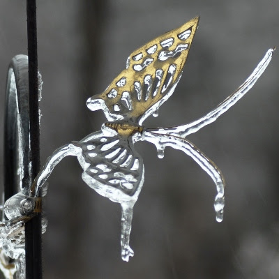 Frozen butterfly