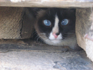 Shy Sky-Blue-Eyed Siamese Cat