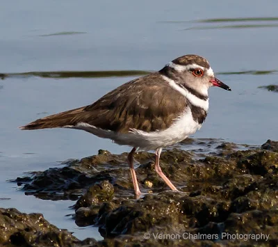 Three-Banded Plover : Canon EOS 70D / 400mm Lens 