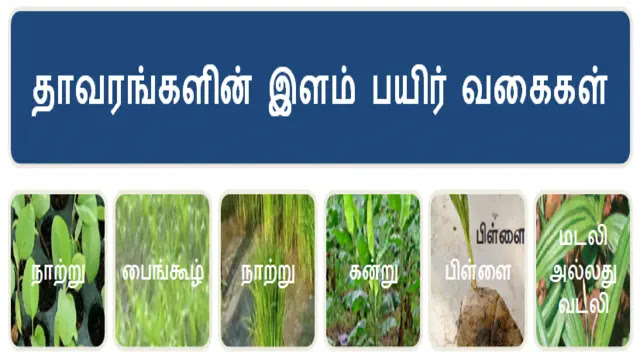 தாவரங்களின் இளம் பயிர் வகைகள் - Young crop varieties of plants in Tamil Language