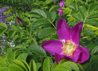 Rosa rugosa