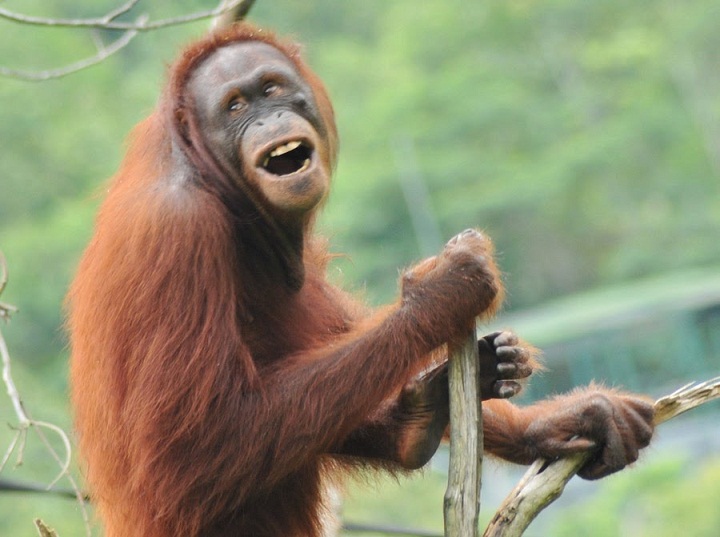 Mengapa Orangutan Suka Membawa Tongkat? Belajar Sampai Mati, belajarsampaimati.com, hoeda manis