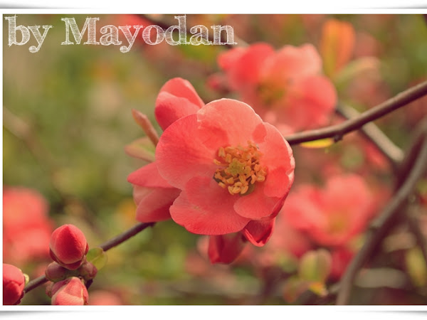 Frühling in Mama's Garten