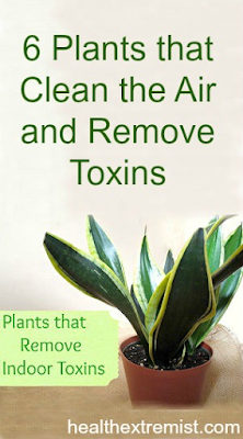 Indoor Plants That Clean The Air And Remove Toxins