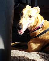 Dog in the back seat of a car