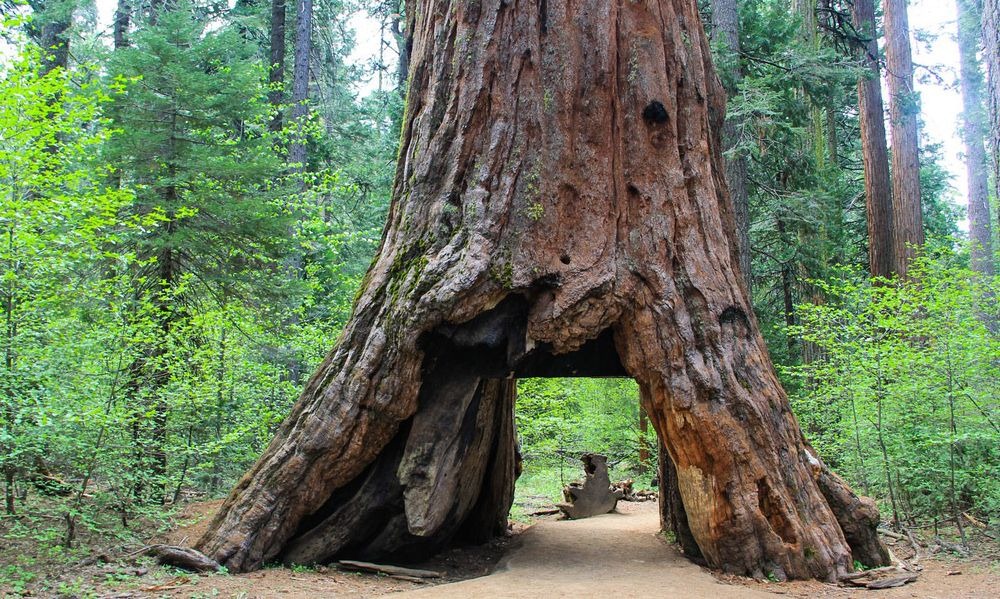 pioneer-cabin-tree-3
