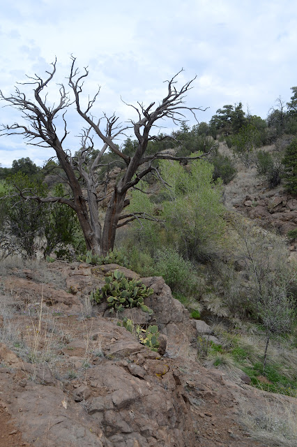 dead tree and cactus within spitting distance of the flowing water