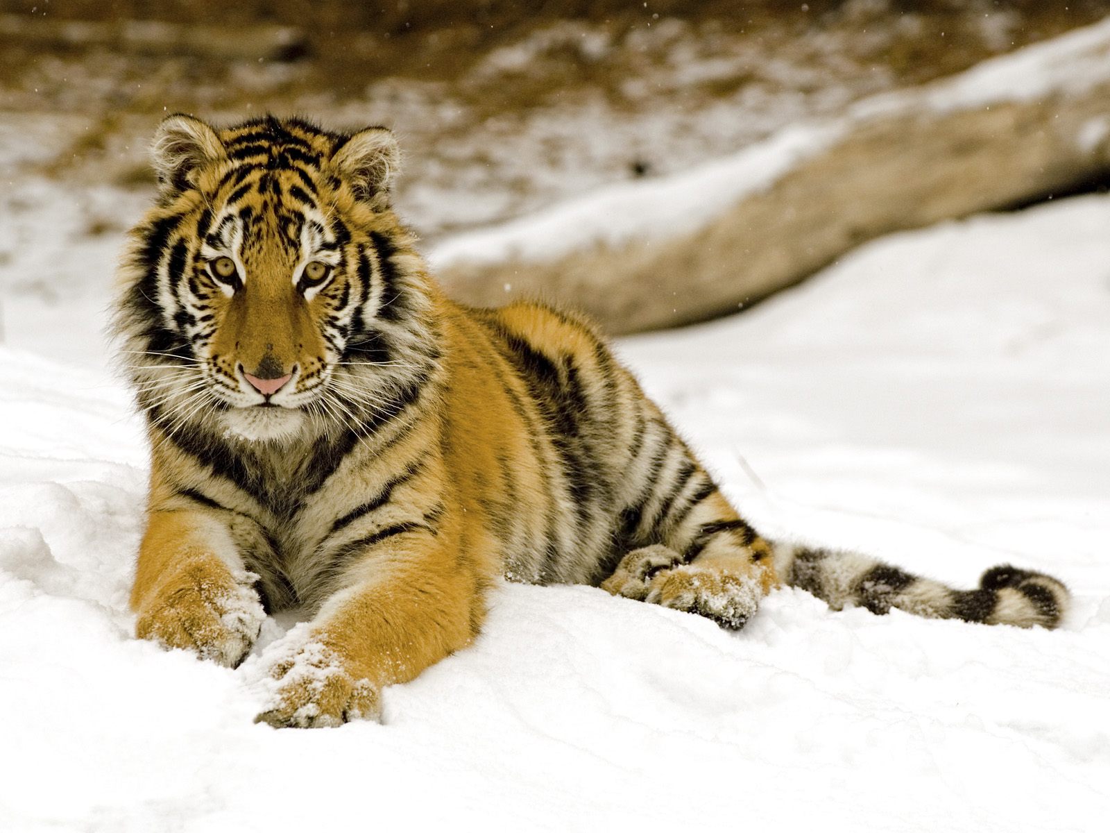 Animal Tiger Desktop Backgrounds
