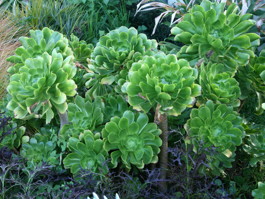 Aeonium undulatum