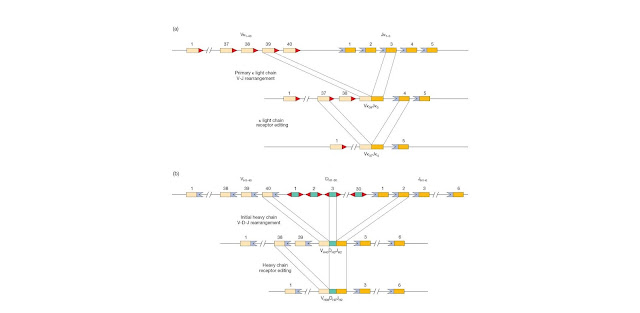 Receptor editing