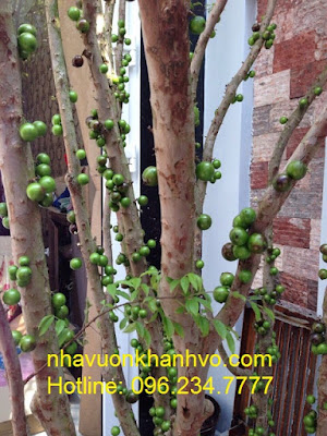 rao váº·t nhanh nháº¥t - rao váº·t miá»…n phÃ­