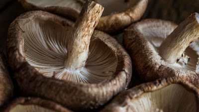 Australian mushroom growers association