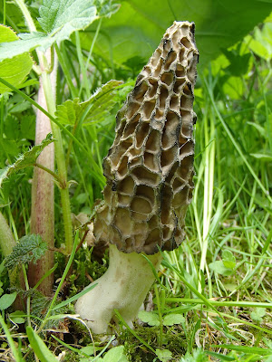 Smardz stożkowaty, Morchella conica, smardzowanie, Orawa, Słowacja