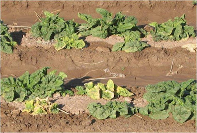 Image of spinach plants in the field. The yellow stunted plants are infected with virus