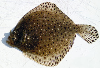 flounder