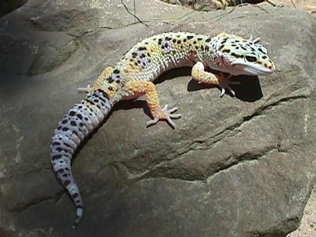 gecko