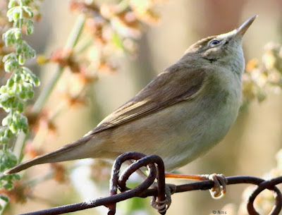 "The Blyth's Reed Warbler is an insectivorous bird of the Acrocephalidae family. It is a migratory bird that spends the winter in southern Asia and Africa after breeding in northern Asia.Here in the picture it is perched on a garden fence"