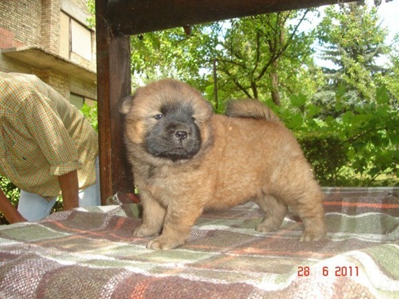 Cutest puppies ever 05