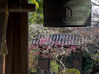 Red ume blossoms: Kaizo-ji