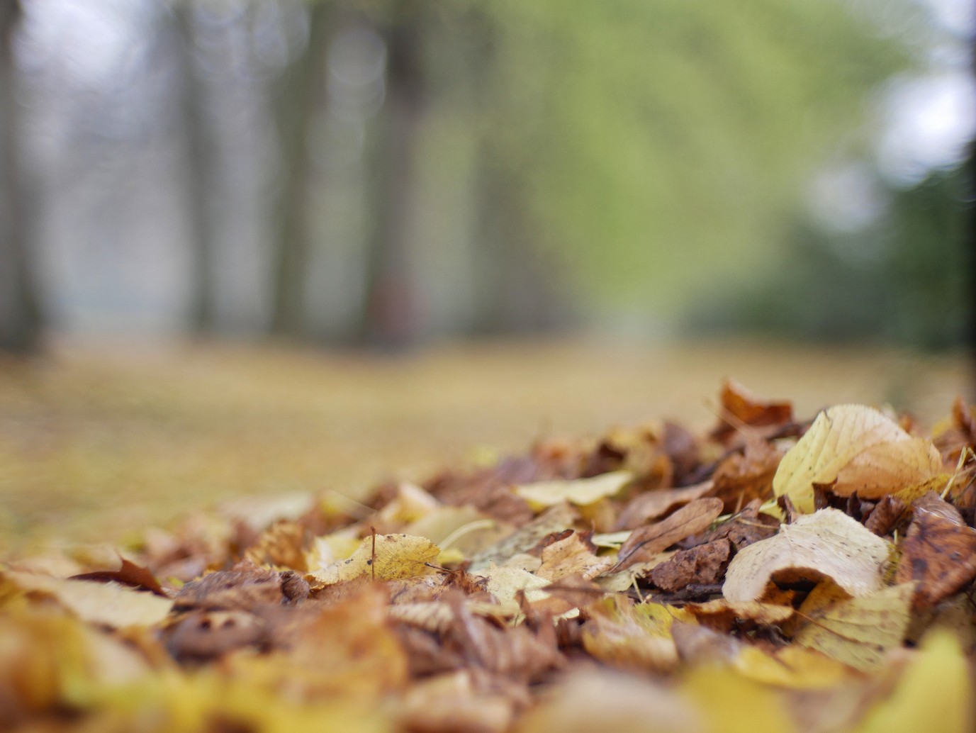 Herbst im Hirschpark