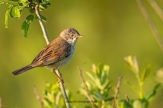 Wildlifefotografie Lippeaue Olaf Kerber Dorngrasmücke