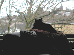 BlackBeary,<br>my cat