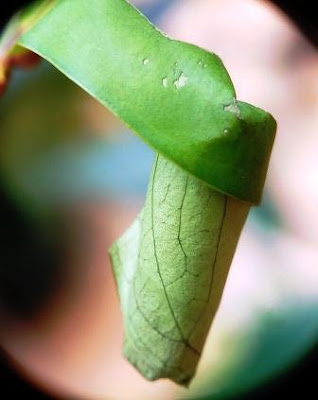 Lintingan daun yang dibuat kumbang