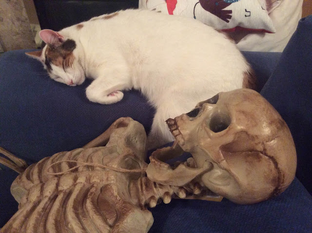 Cat lying with skeleton