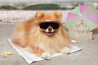 pomeranian dog puppies dogs beeders vector mini champion wallpaper