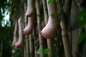 Boob Gourd, Buah Unik Yang Berbentuk Seperti Payudara Wanita! [ www.BlogApaAja.com ]