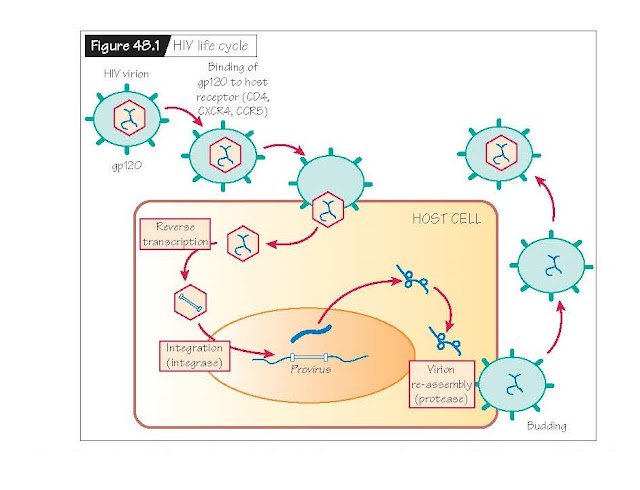 The Special Cases Of Syphilis And Human Immunodeficiency Virus, Syphilis, Natural history of untreated syphilis, Treponema pallidum, our consecutive stages: primary, secondary, latent and tertiary syphilis, chancre, Epidemiology of syphilis, Biology of T. pallidum, Human immunodeficiency virus, Natural history of untreated HIV infections, Epidemiology of HIV infections,  Biology of HIV, 