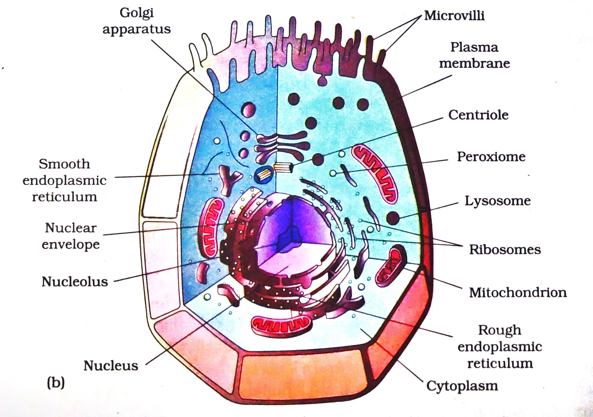 What Is Cell Cell Structure And Function Cell Types Structure Of Plant Cell Wall Animal Cell Labelled Plant Cell Diagram