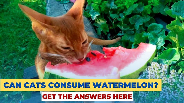 Can Cats Consume Watermelon? Get the Answers Here