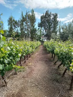 Bodegas con almuerzo