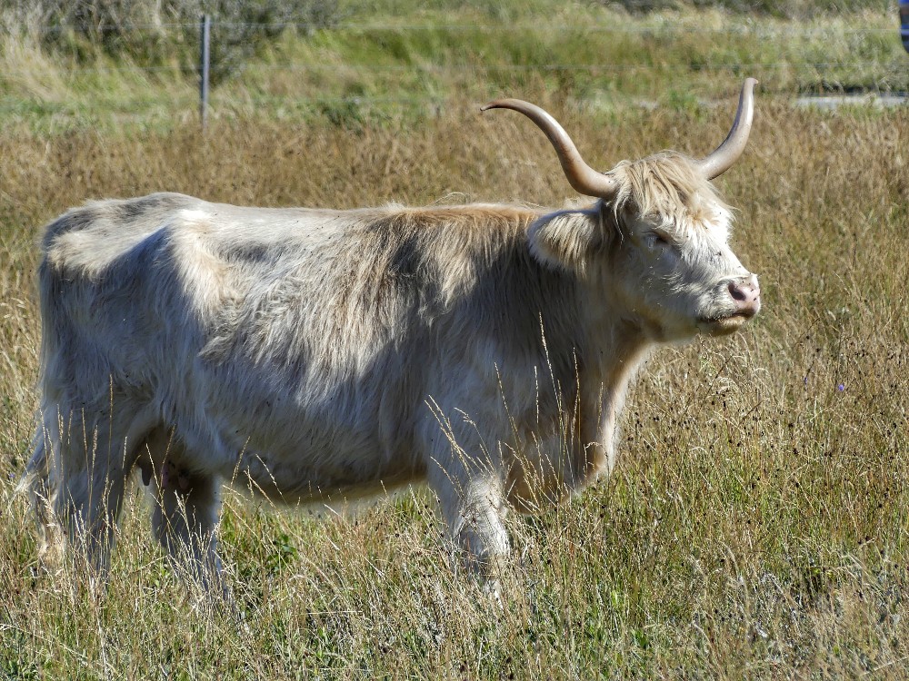 Läsö kuh