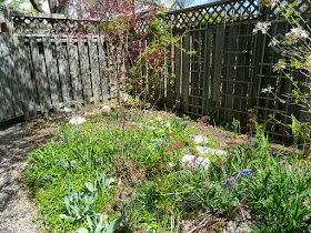 by Paul Jung Gardening Services a Toronto Gardening Company Riverdale Backyard Spring Garden Cleanup Before