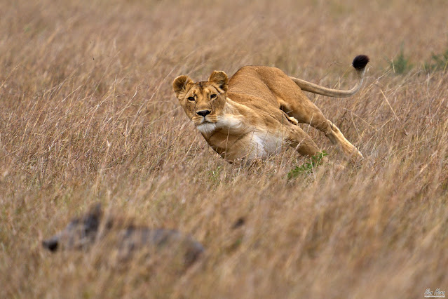 Lioness Chasing a Warthog