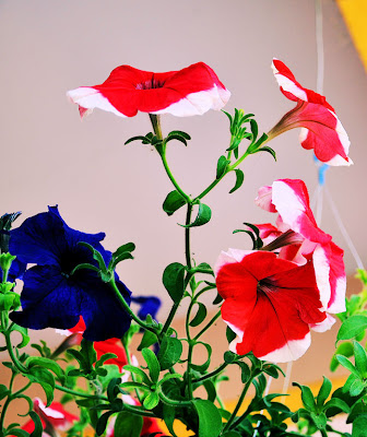 Flores Petunias de Colores