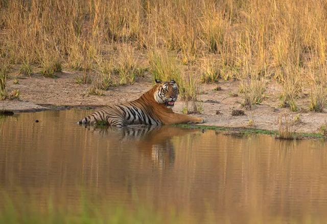 Super Moms Of Tiger Reserves In India