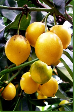 Garcinia brasiliensis - Bacupari