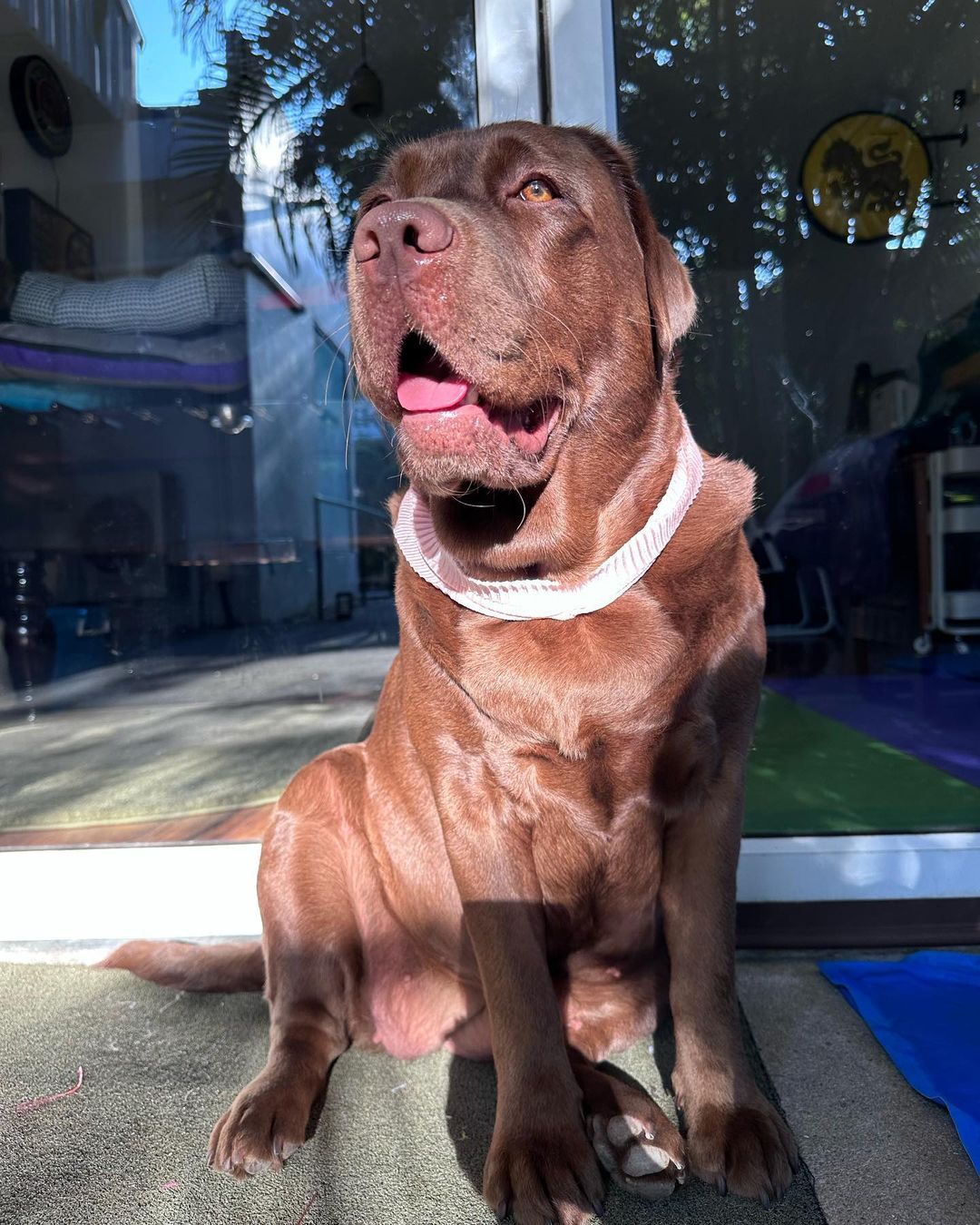 Chocolate Labrador Retriever