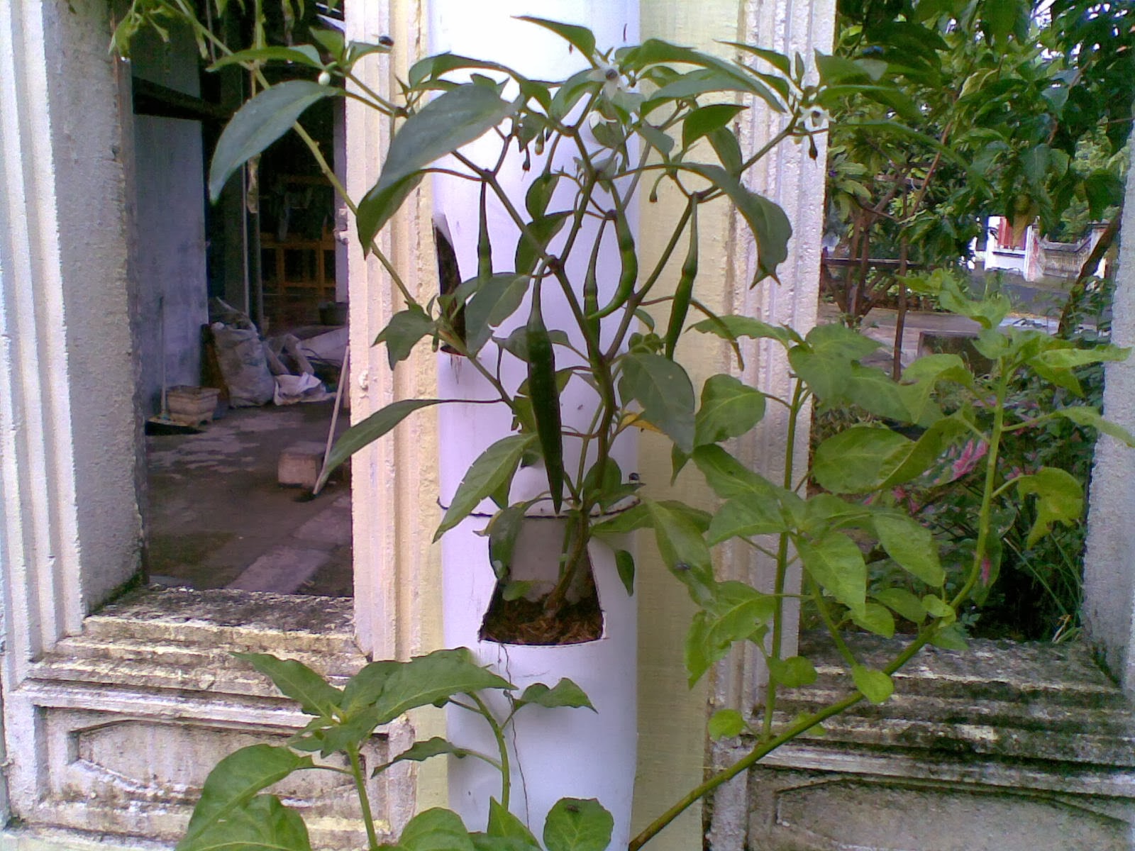 sugenk free Budidaya  Sayuran 