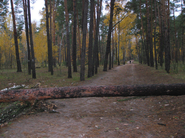 поваленные деревья