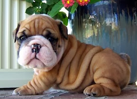 Cute dogs - part 4 (50 pics), dog pictures, cute bulldog puppy