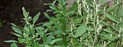 Quiona_LambsQuarters1